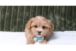 Hamilton - Maltipoo for sale