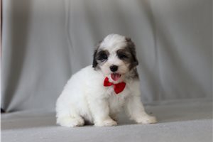 Tino - Malti Poo - Maltipoo for sale