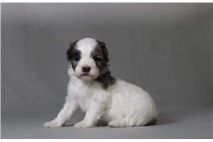 Tino - Malti Poo - Maltipoo for sale