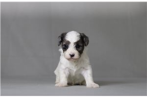 Timber - Malti Poo - Maltipoo for sale