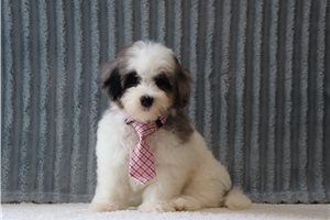 Tino - Malti Poo - Maltipoo for sale