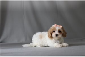 Trisha - Malti Poo - Maltipoo for sale