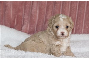 Hailey - Maltipoo for sale