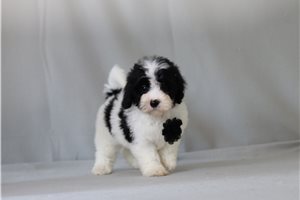 Titan - Malti Poo - Maltipoo for sale