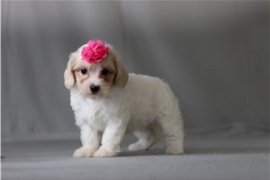 Trixie - Malti Poo - Maltipoo for sale