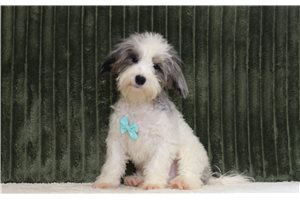 Tino - Maltipoo for sale