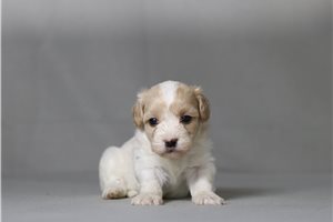 Trudy - Malti Poo - Maltipoo for sale