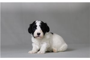 Titan - Malti Poo - Maltipoo for sale