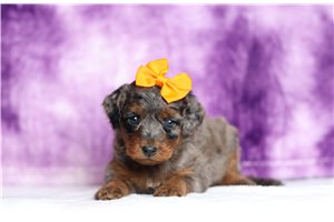 Genesis - Bernedoodle, Mini for sale