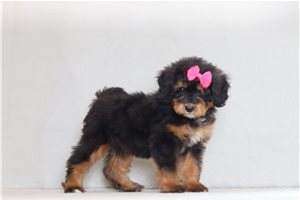 Adara - Bernedoodle, Mini for sale