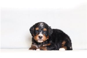 Dino - Bernedoodle, Mini for sale