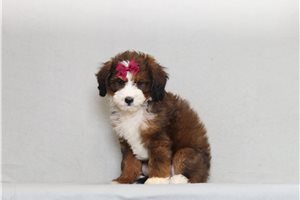 Maia - Bernedoodle, Mini for sale