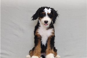 Ivory - Bernedoodle, Mini for sale