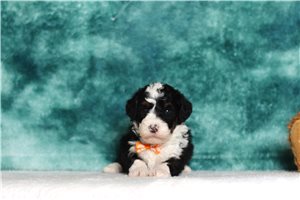 Itty - Bernedoodle, Mini for sale