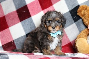 Walker - Bernedoodle, Mini for sale
