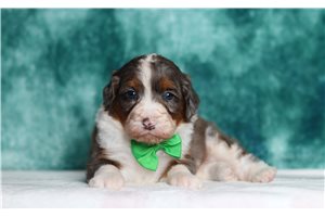 Grant - Bernedoodle, Mini for sale