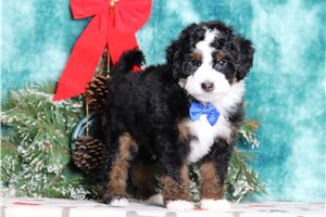 Forrest - Bernedoodle, Mini for sale