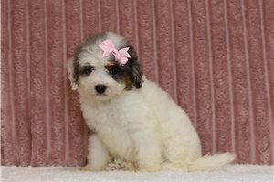Josie - Bernedoodle, Mini, placed in Zanesville / Cambridge