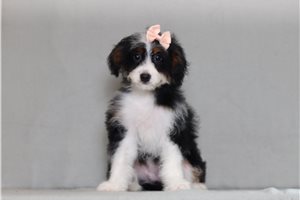 Jennifer - Bernedoodle, Mini for sale
