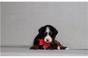 Tony - Bernedoodle, Mini for sale