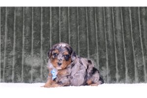 Luca - Mini Bernedoodle for sale