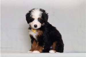 Dodge - Bernedoodle, Mini for sale