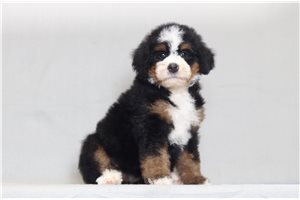 Joyce - Bernedoodle, Mini for sale