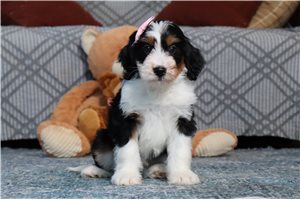 Irene - Bernedoodle, Mini for sale