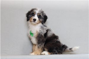 Aiden - Bernedoodle, Mini for sale