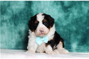 Graham - Bernedoodle, Mini for sale