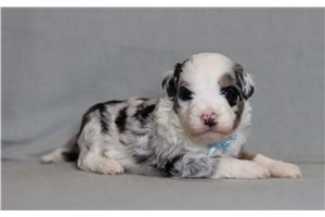 Bertie - Bernedoodle, Mini for sale