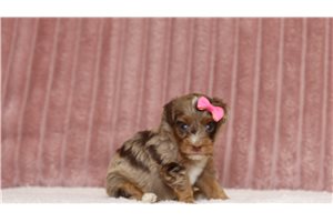 Leyara - Mini Bernedoodle for sale