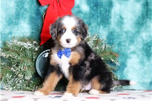 Fletcher - Bernedoodle, Mini for sale
