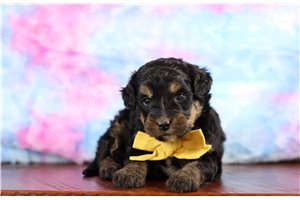 Colton - Bernedoodle, Mini for sale