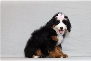 Hera - Bernedoodle, Mini for sale