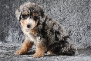 Konrad - Bernedoodle, Mini for sale