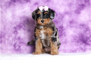 Georgia - Mini Bernedoodle for sale