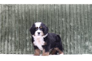 Timon - Mini Bernedoodle for sale