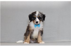 Aiden - Bernedoodle, Mini for sale