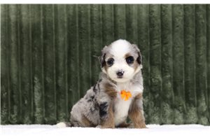 Gavin - Mini Bernedoodle for sale