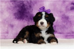 Jubilee - Bernedoodle, Mini for sale
