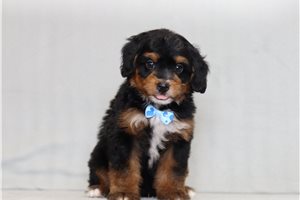 Domingo - Bernedoodle, Mini for sale