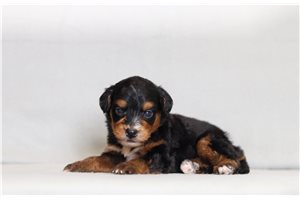 Domingo - Bernedoodle, Mini for sale