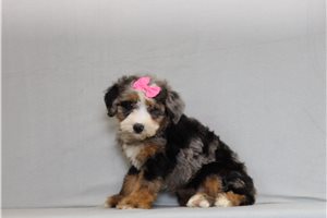 Arya - Bernedoodle, Mini for sale