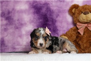 Irina - Mini Bernedoodle for sale