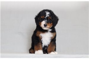Jude - Bernedoodle, Mini for sale