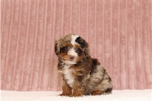Lexi - Mini Bernedoodle for sale