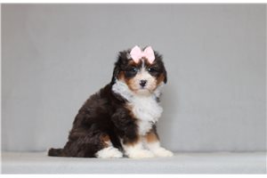 Vespa - Bernedoodle, Mini for sale