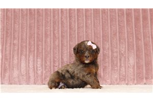 Julia - Mini Bernedoodle for sale
