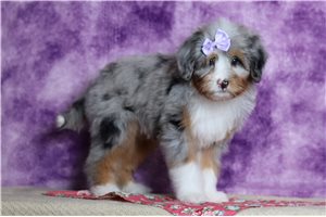 Fatima - Bernedoodle, Mini for sale